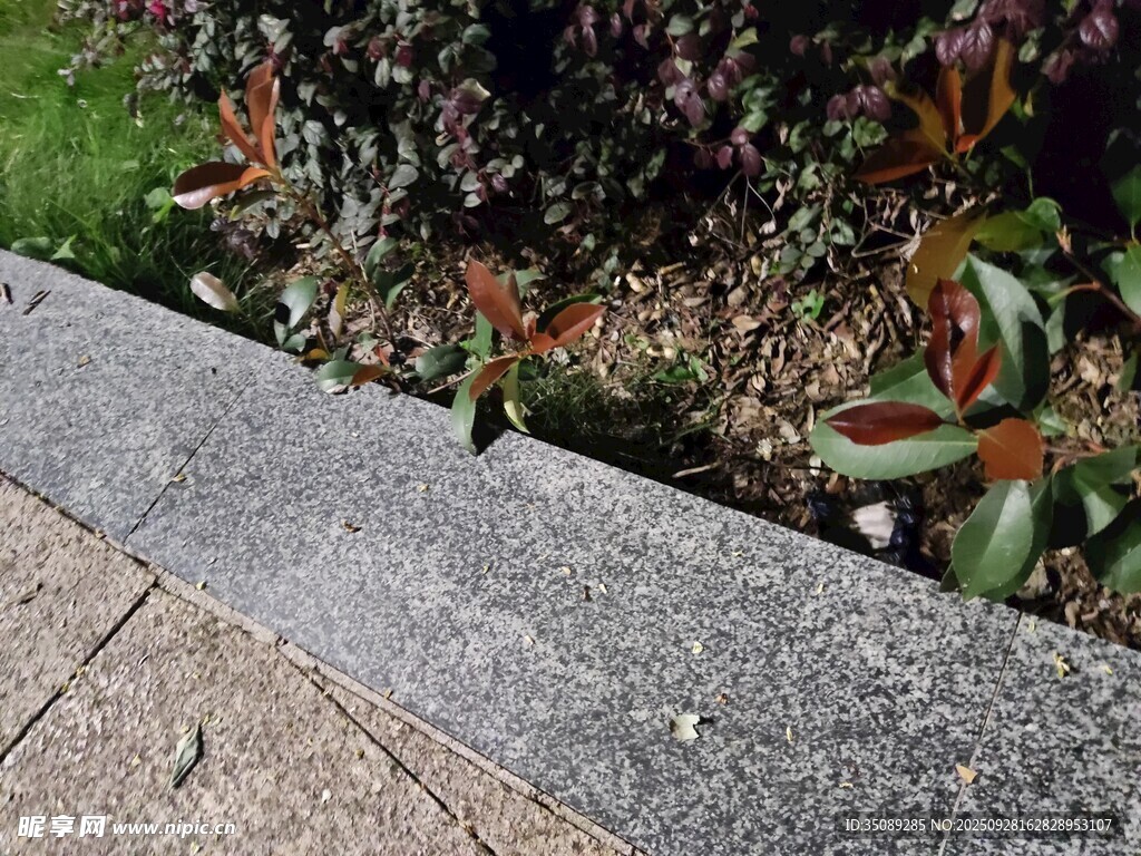石板旁的多彩植物景观