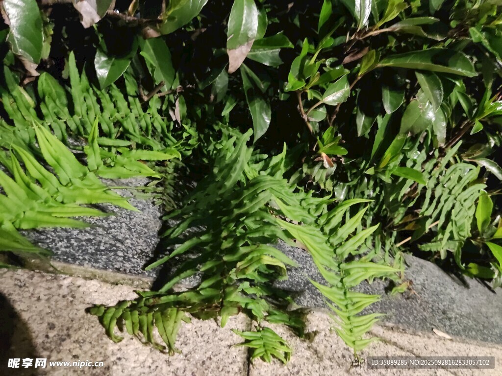 石边翠绿蕨类植物景观