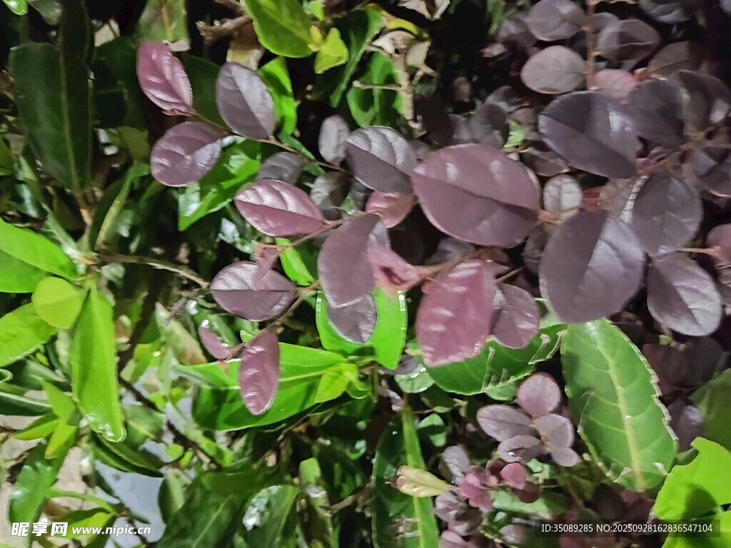 多彩叶片植物景观
