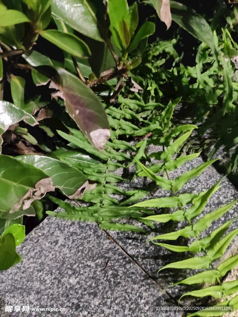 石边翠绿蕨类植物特写