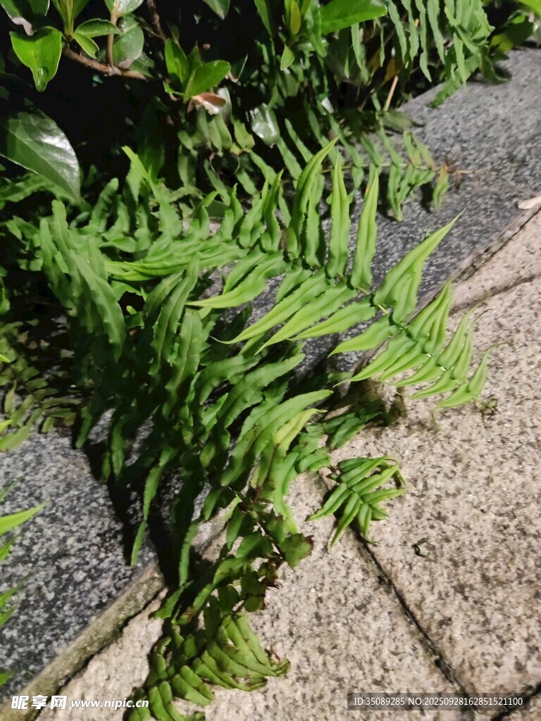 石缝中生长的翠绿蕨类植物
