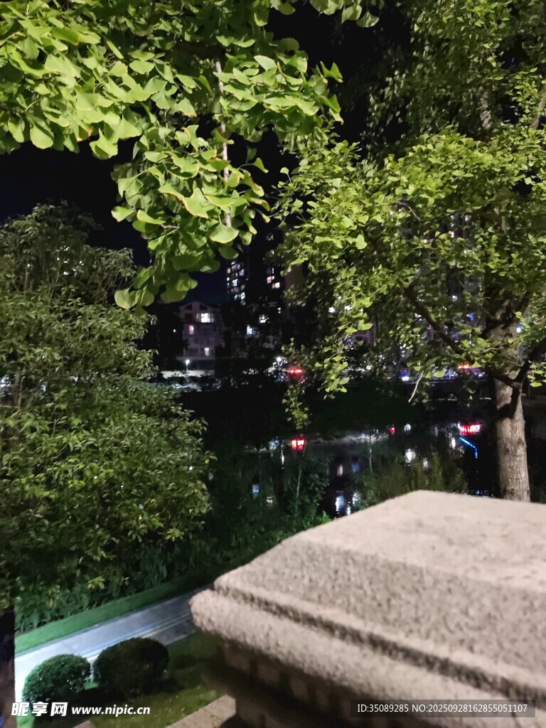 夜晚绿植环绕的景致