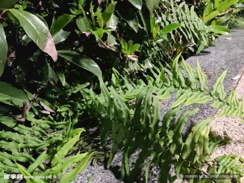 翠绿蕨类植物生机盎然