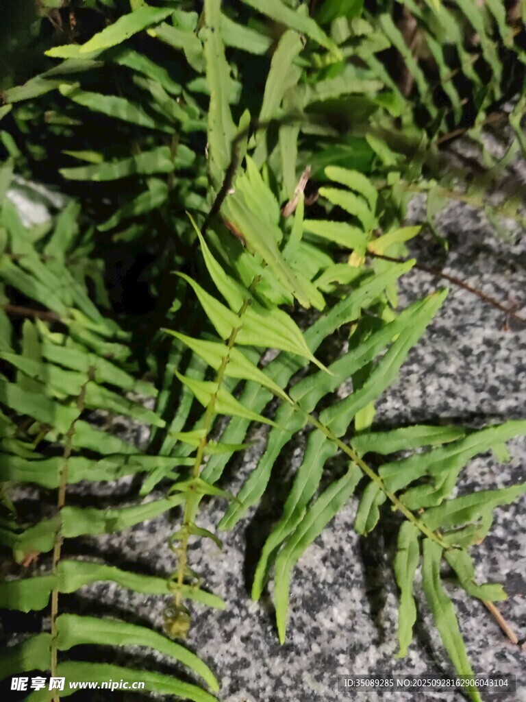 翠绿蕨类植物近景特写