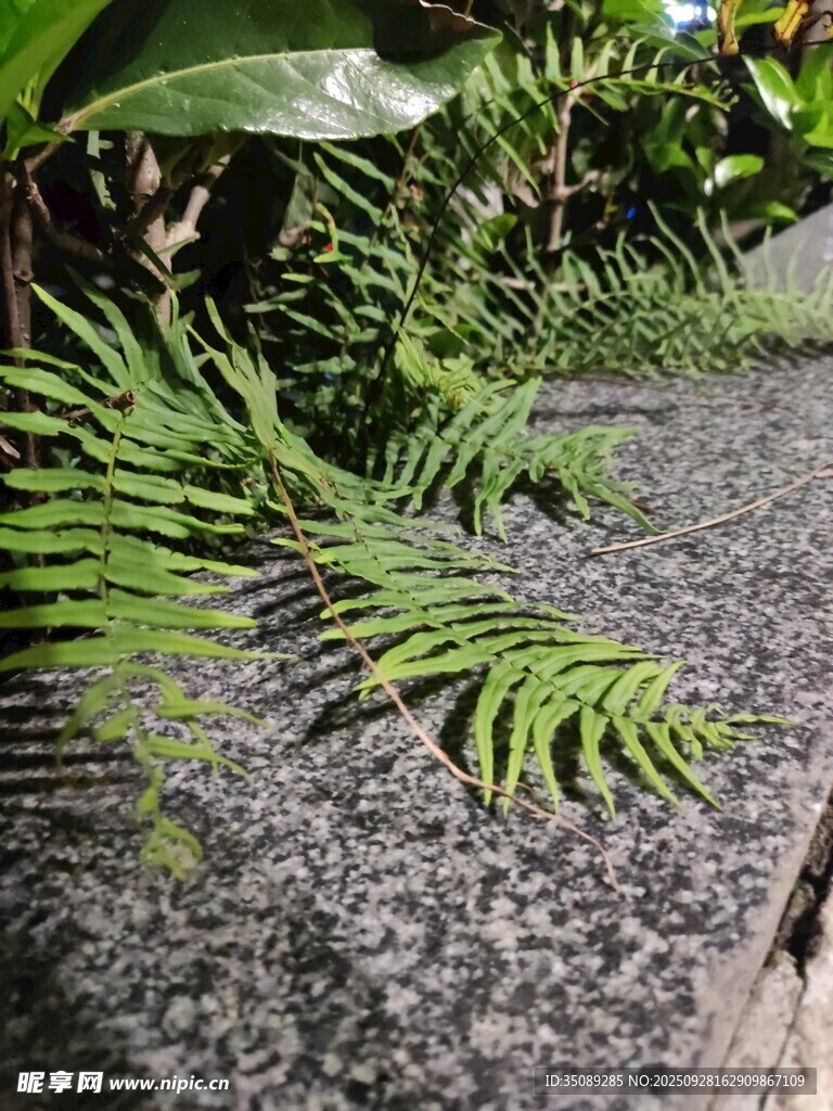 蕨类植物与灰色碎石景观