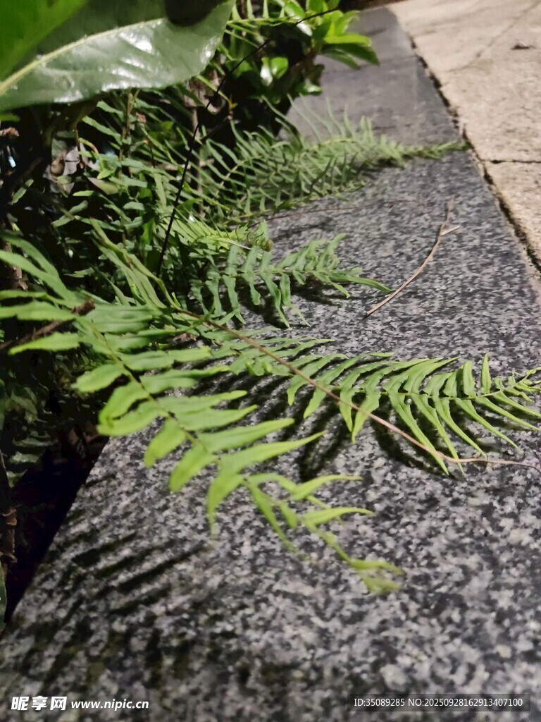 石板旁的翠绿蕨类植物