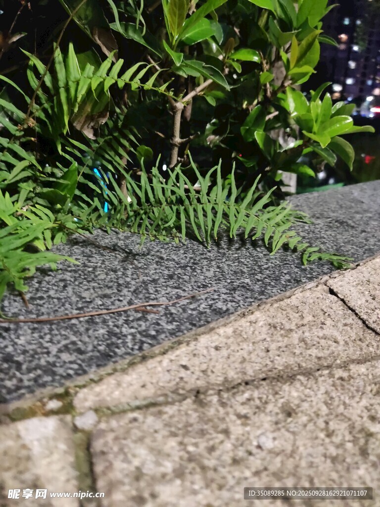 石缝间的翠绿植物