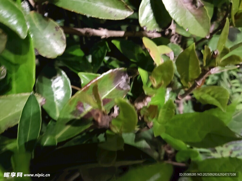 绿叶丛中的神秘昆虫