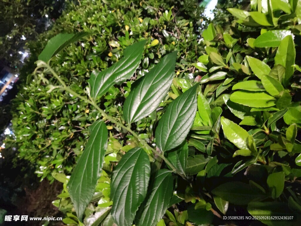翠绿繁茂的植物枝叶