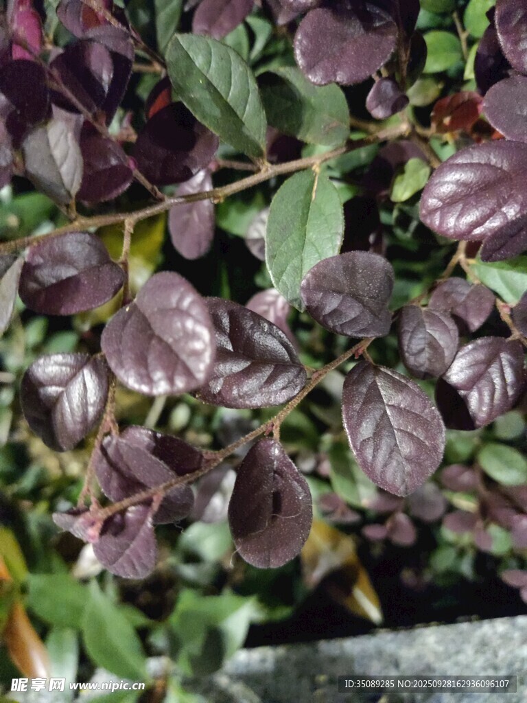 紫叶植物特写