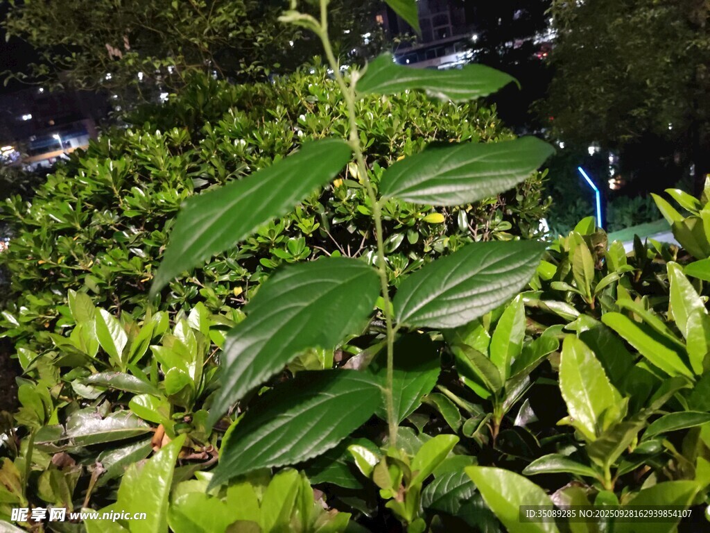 夜间绿植特写