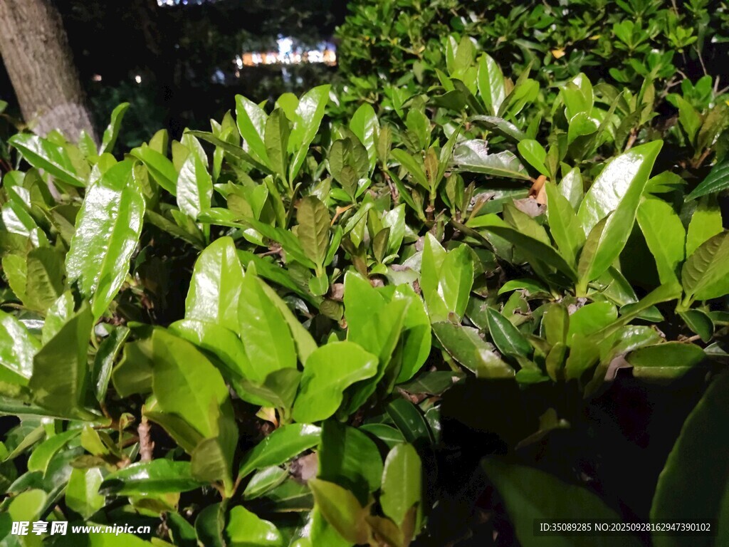 翠绿繁茂的绿植景观