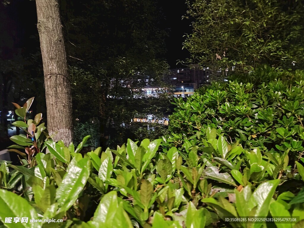 夜晚绿植景象