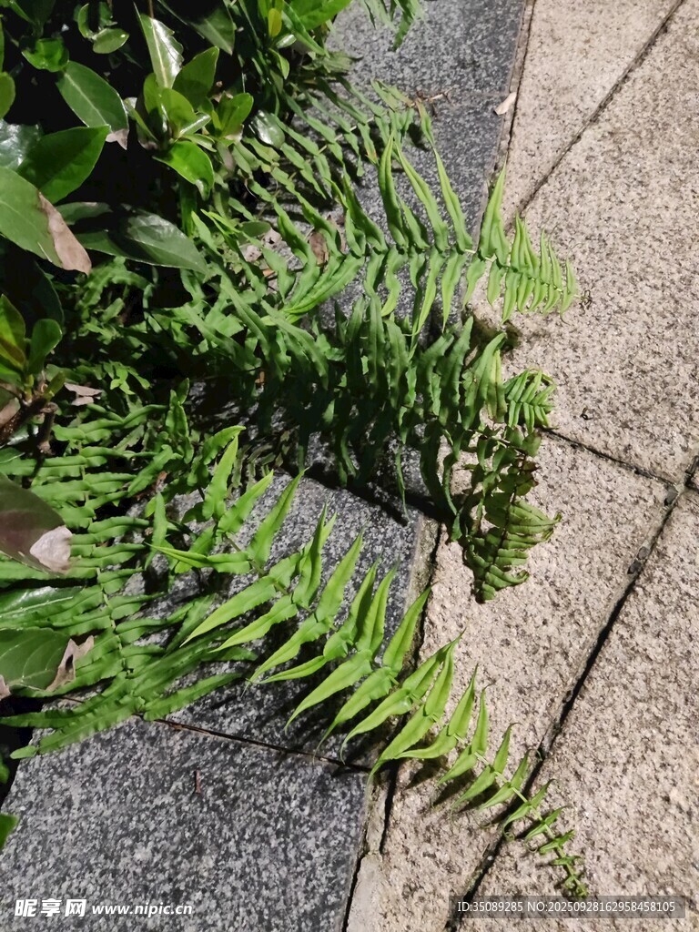 石缝中的翠绿蕨类植物