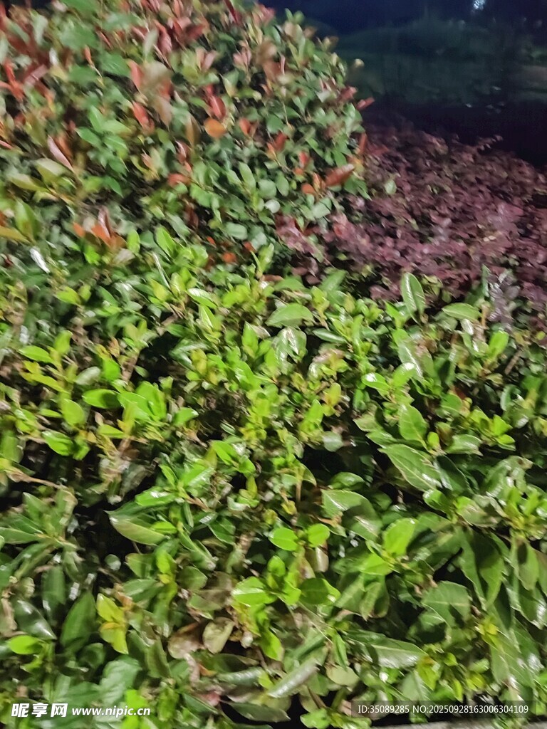 多彩绿植景观