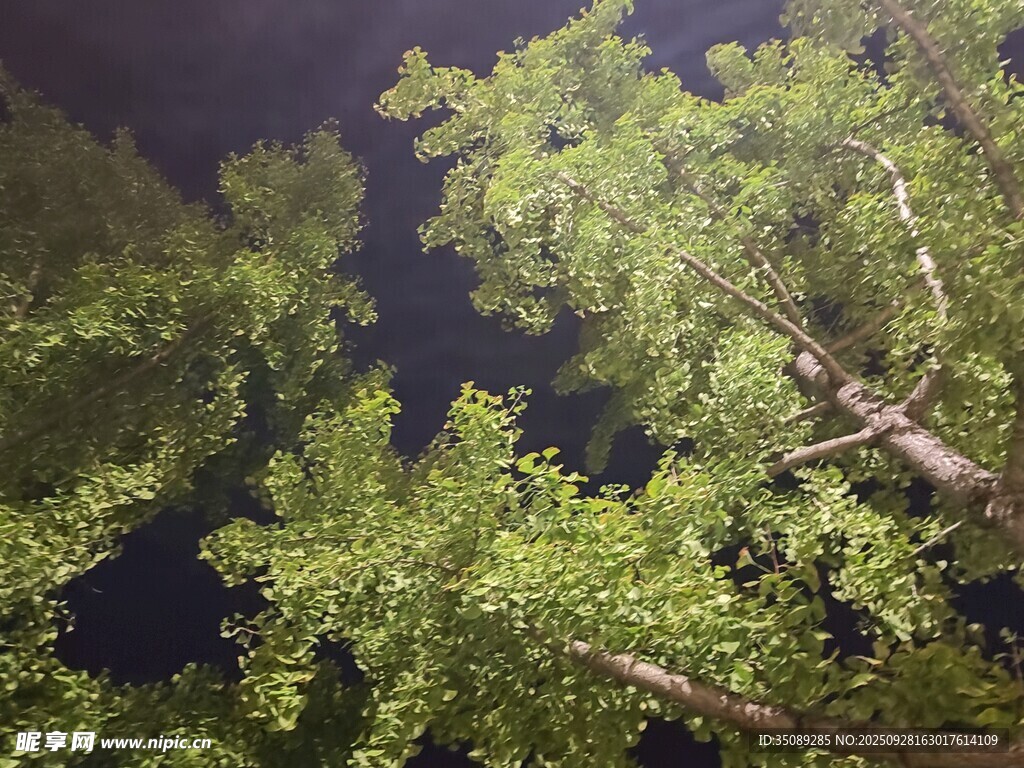 仰望夜空下的繁茂绿树