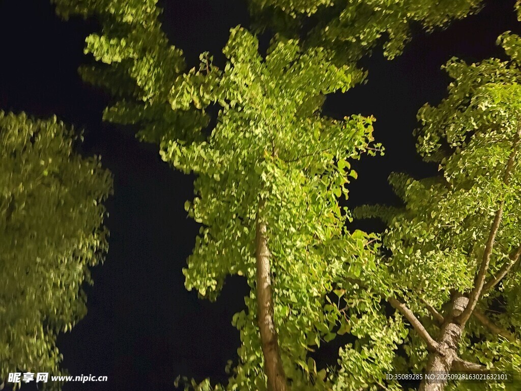夜幕下的葱郁树梢
