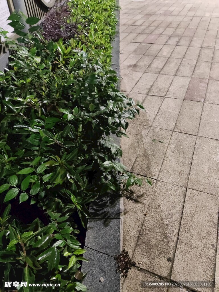 路边翠绿植物砖石小道