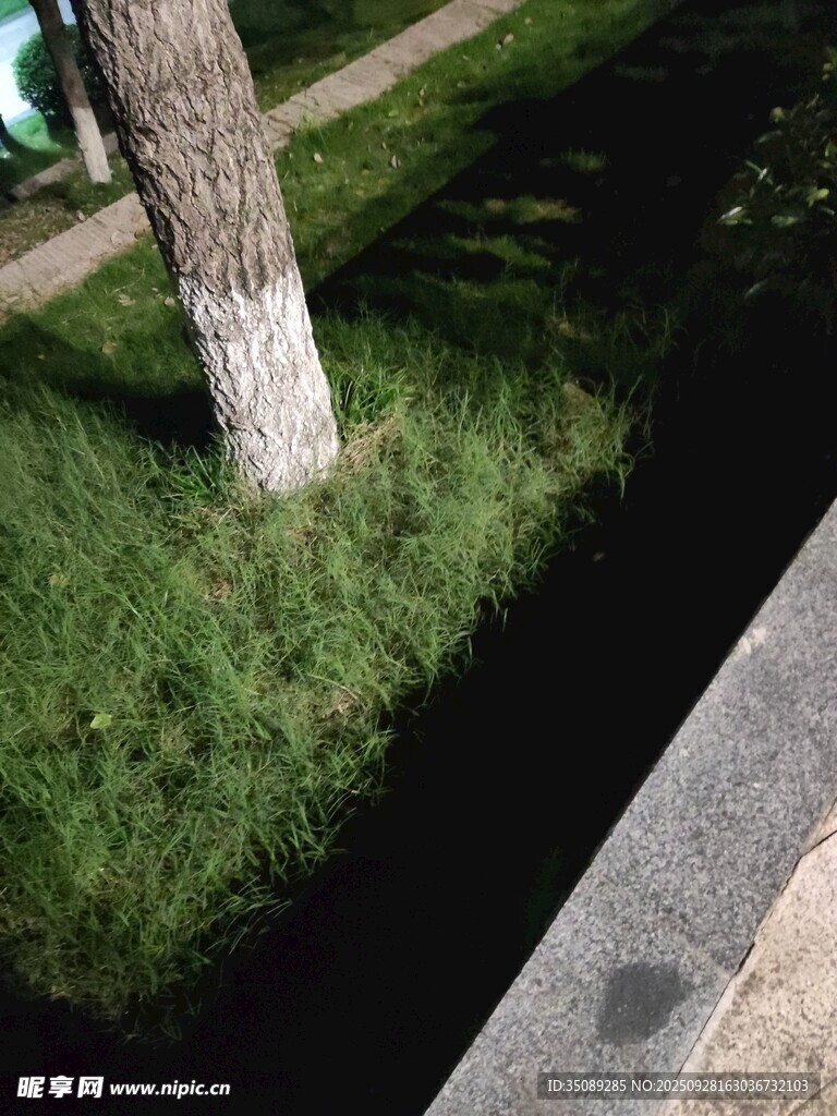 树下草地与路边景致