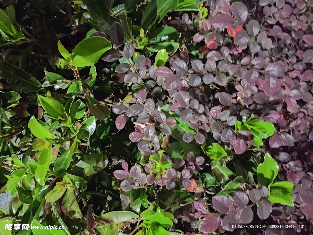 多彩植物景观