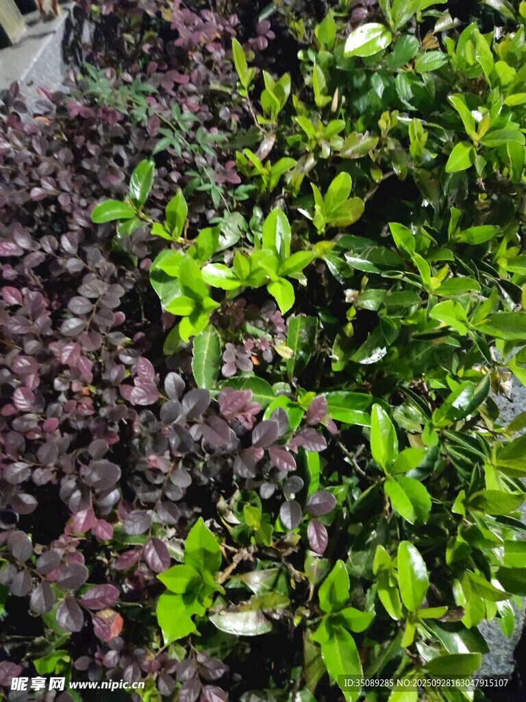多彩绿植景观