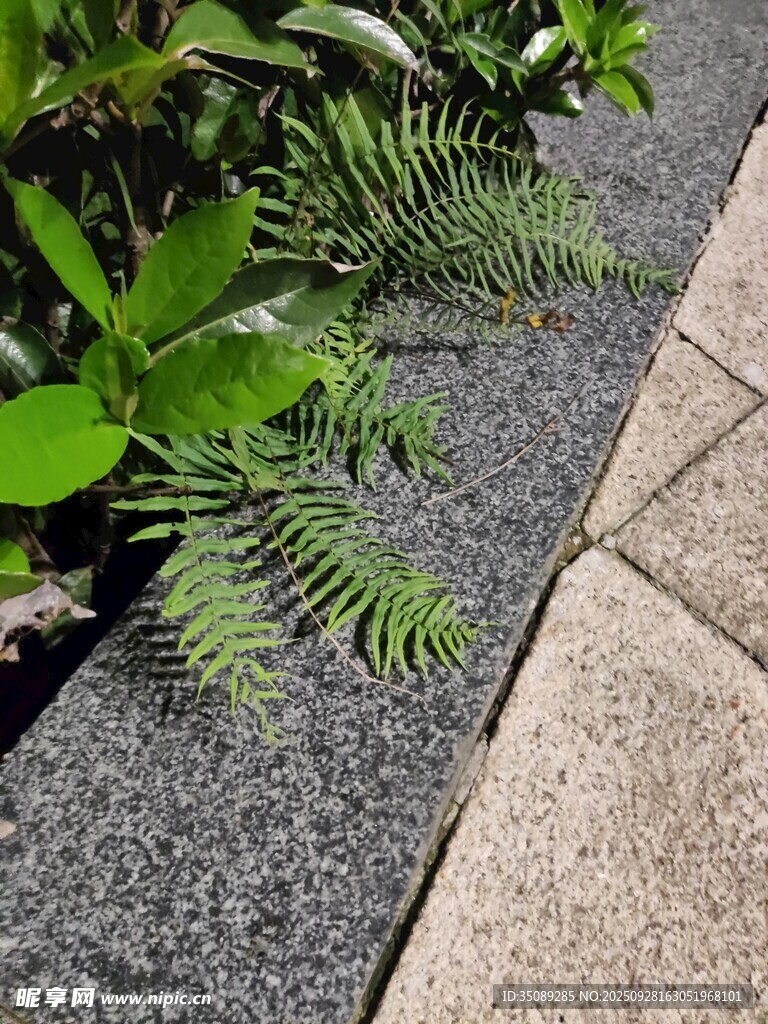 石板旁的翠绿蕨类植物