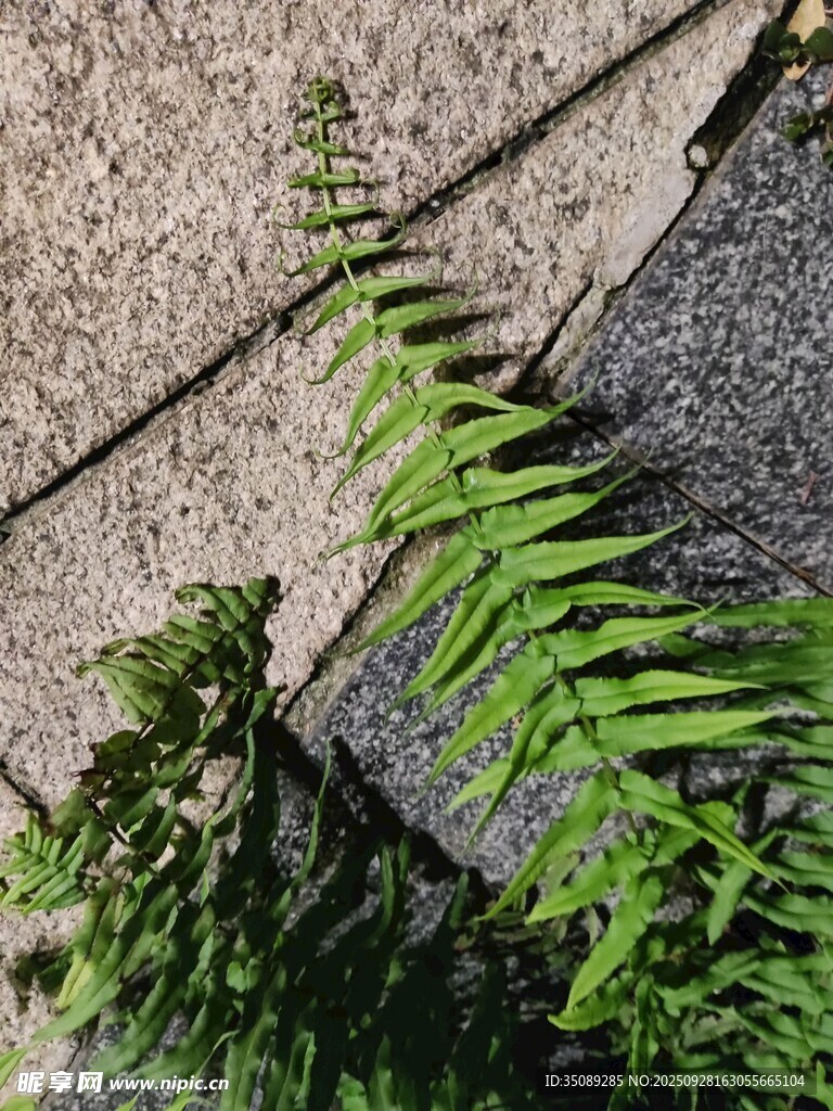 石缝中生长的翠绿蕨类植物