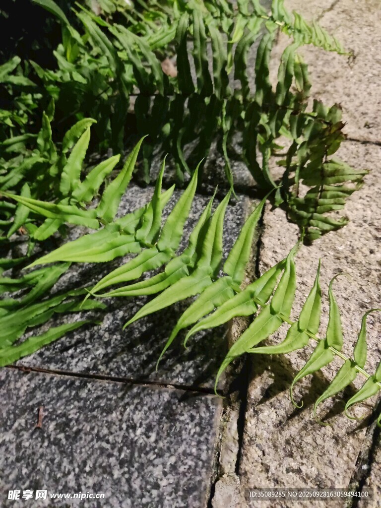 石缝中生长的翠绿蕨类植物