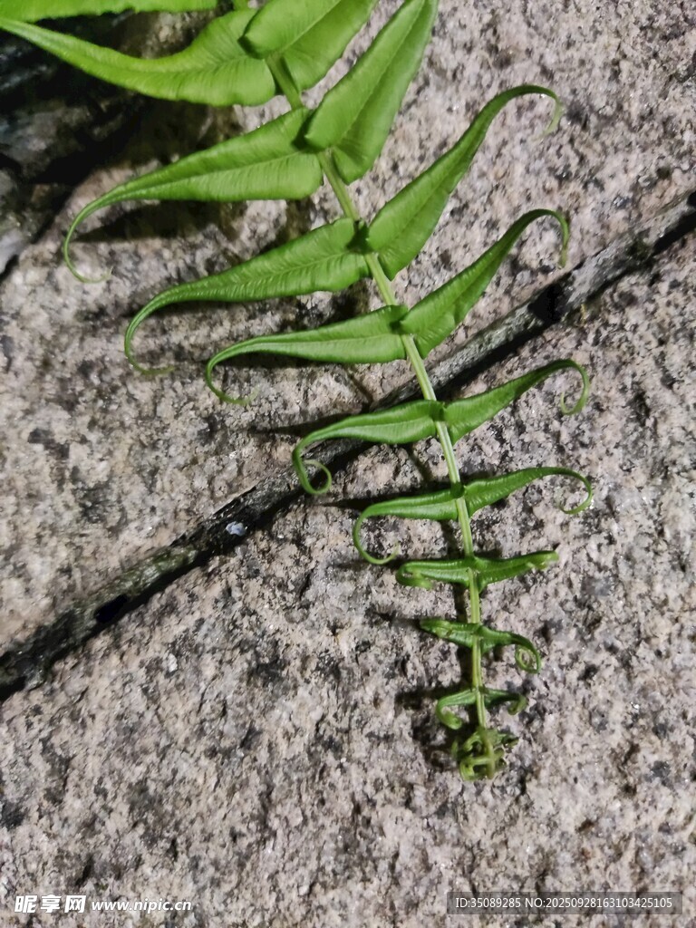 石缝中生长的翠绿蕨类植物