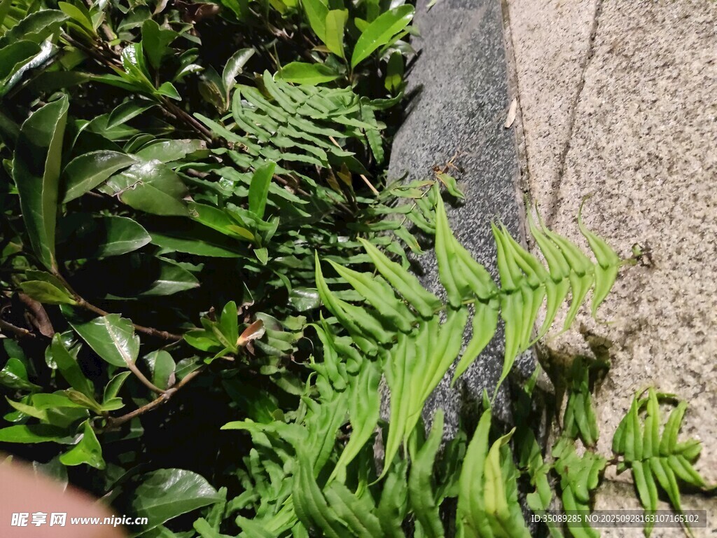 石旁翠绿蕨类植物景象