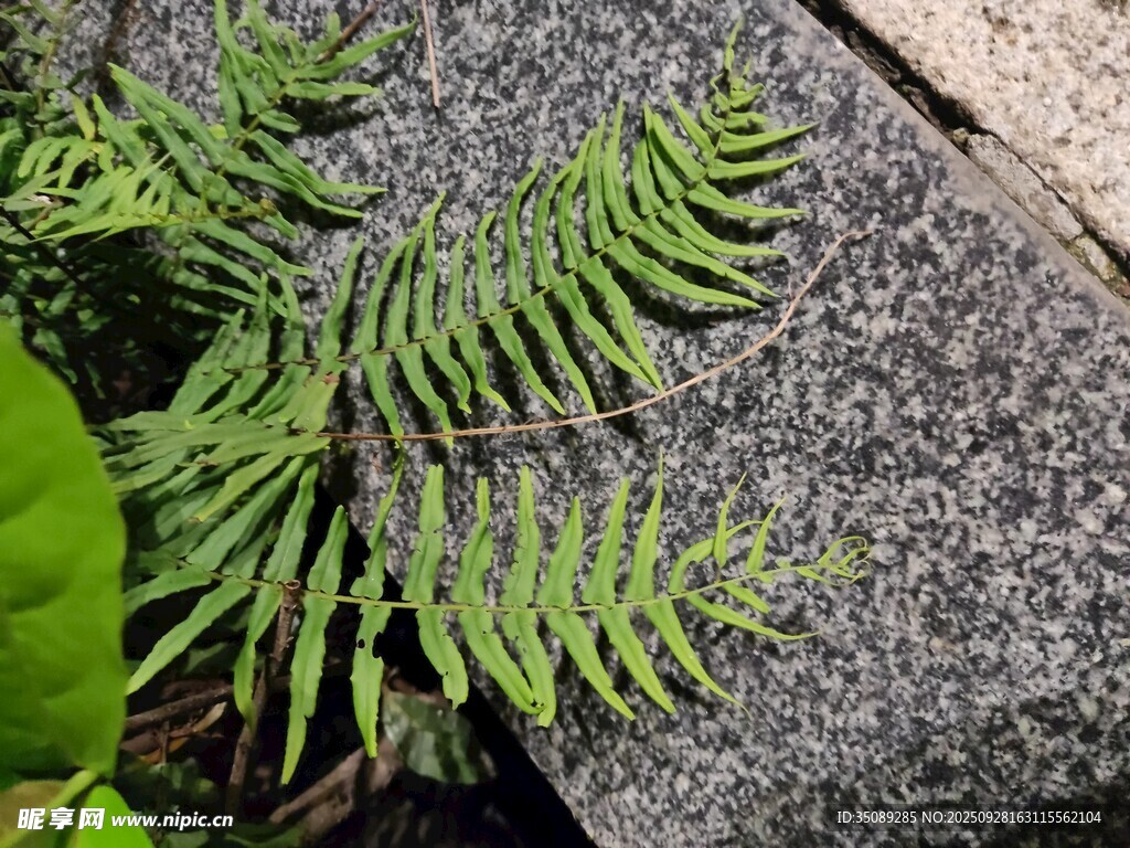 石上蕨类植物特写