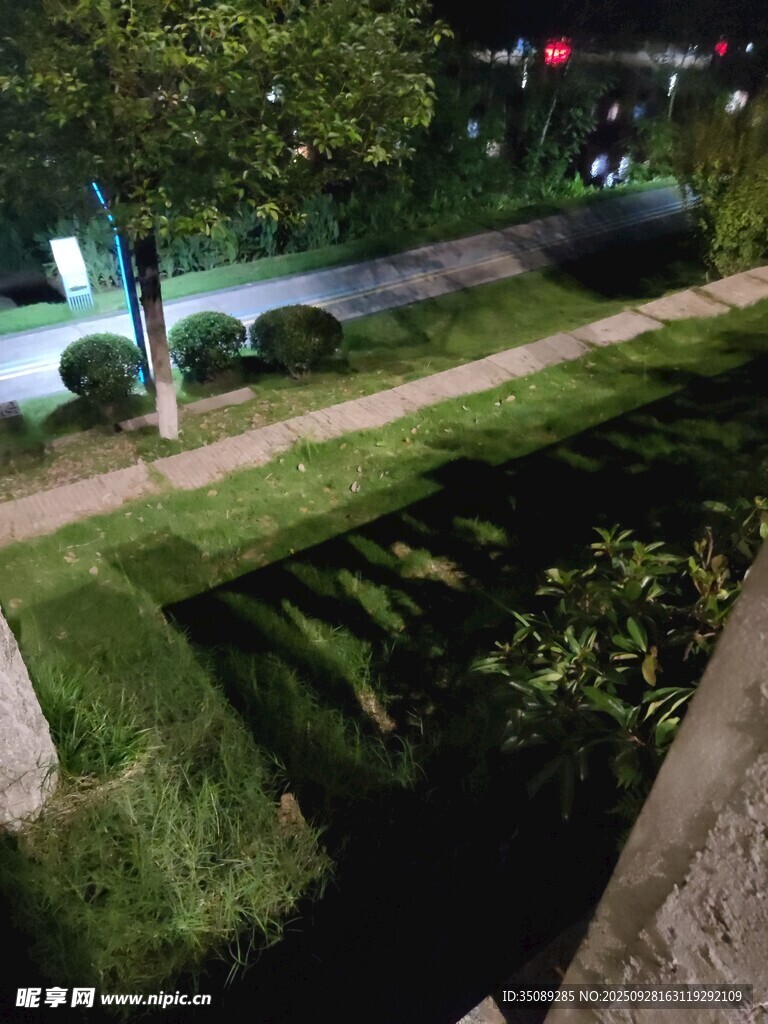 夜晚城市中的绿植景观