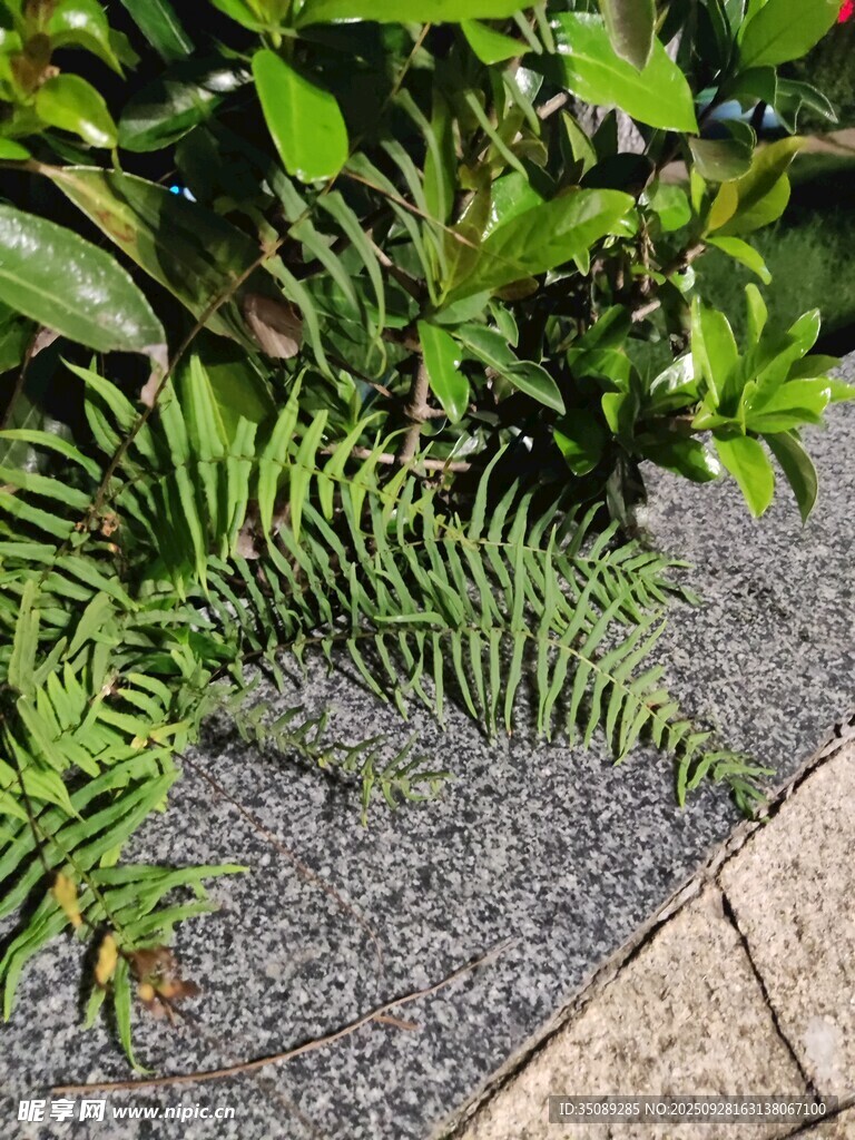 石板旁的翠绿蕨类植物