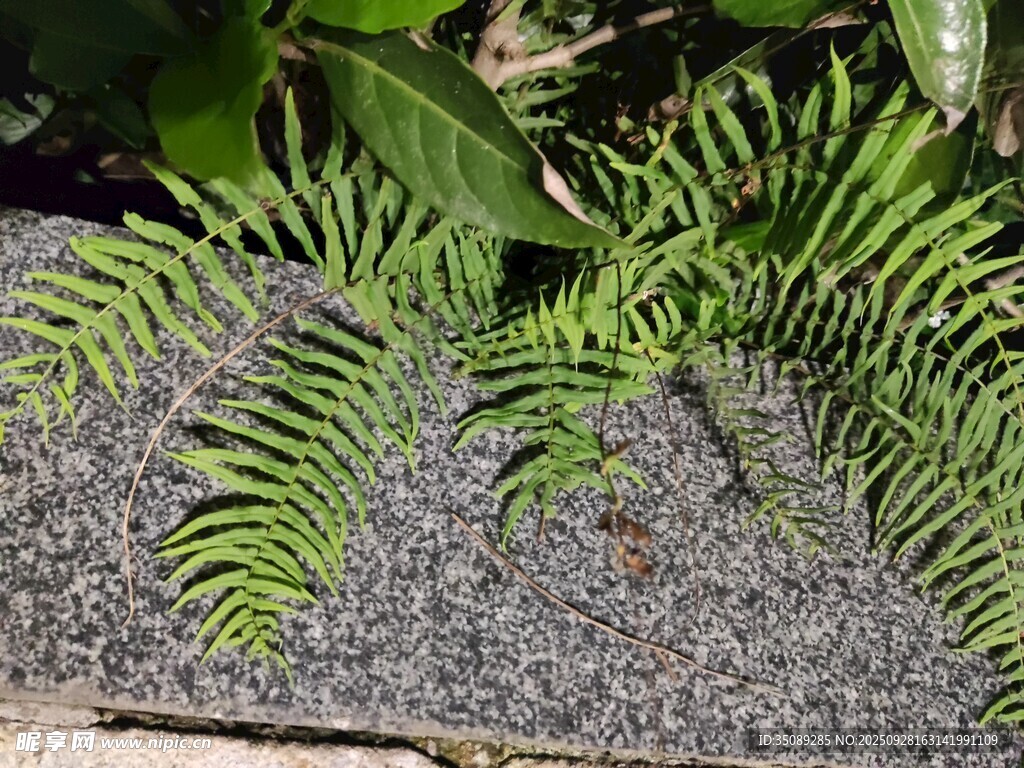 翠绿蕨类植物叶片特写