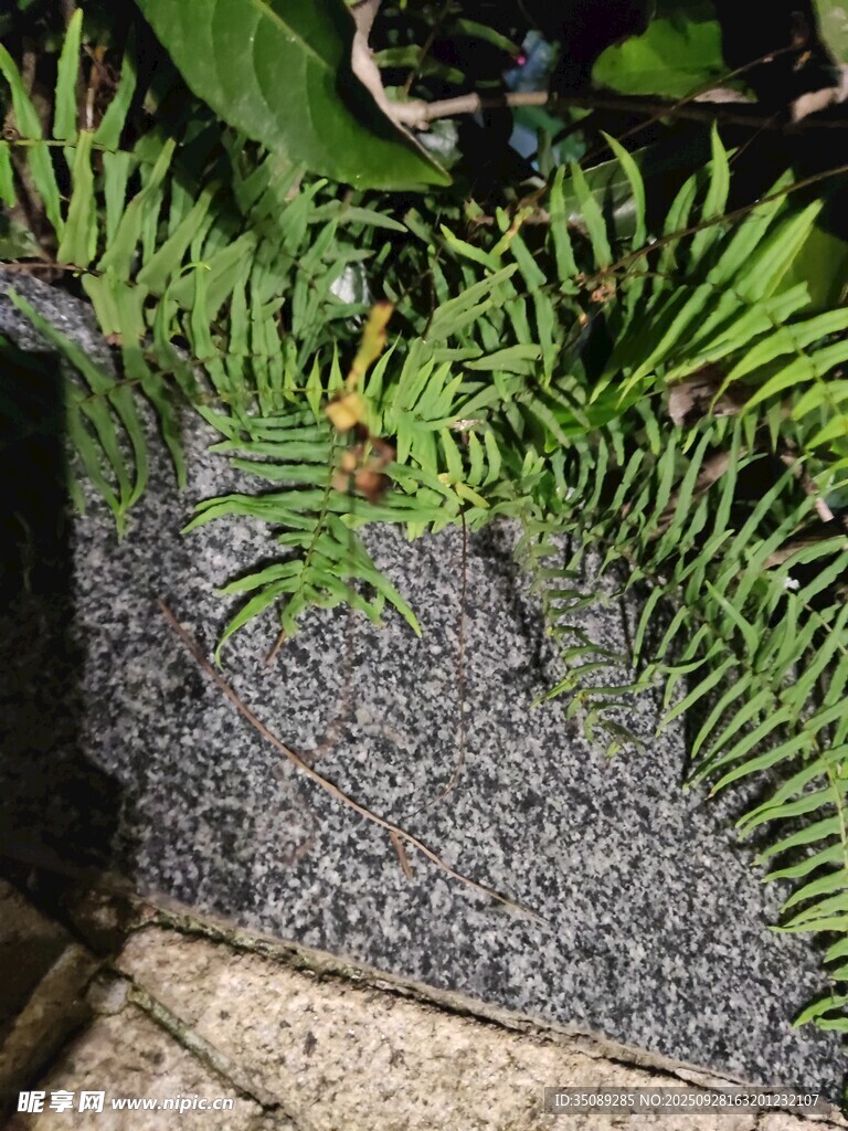 翠绿蕨类植物置于石上