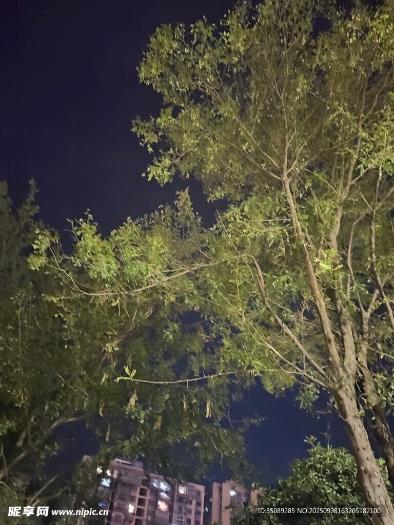 夜晚中的葱郁树木