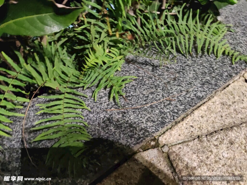 石板边的翠绿蕨类植物