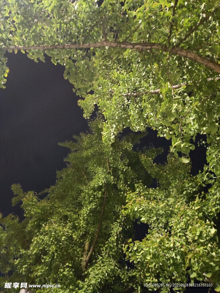 仰望繁茂枝叶间的夜空