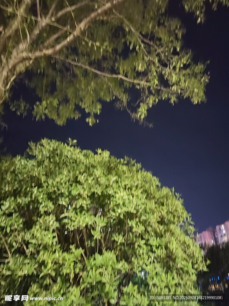 夜晚下的葱郁树木景观