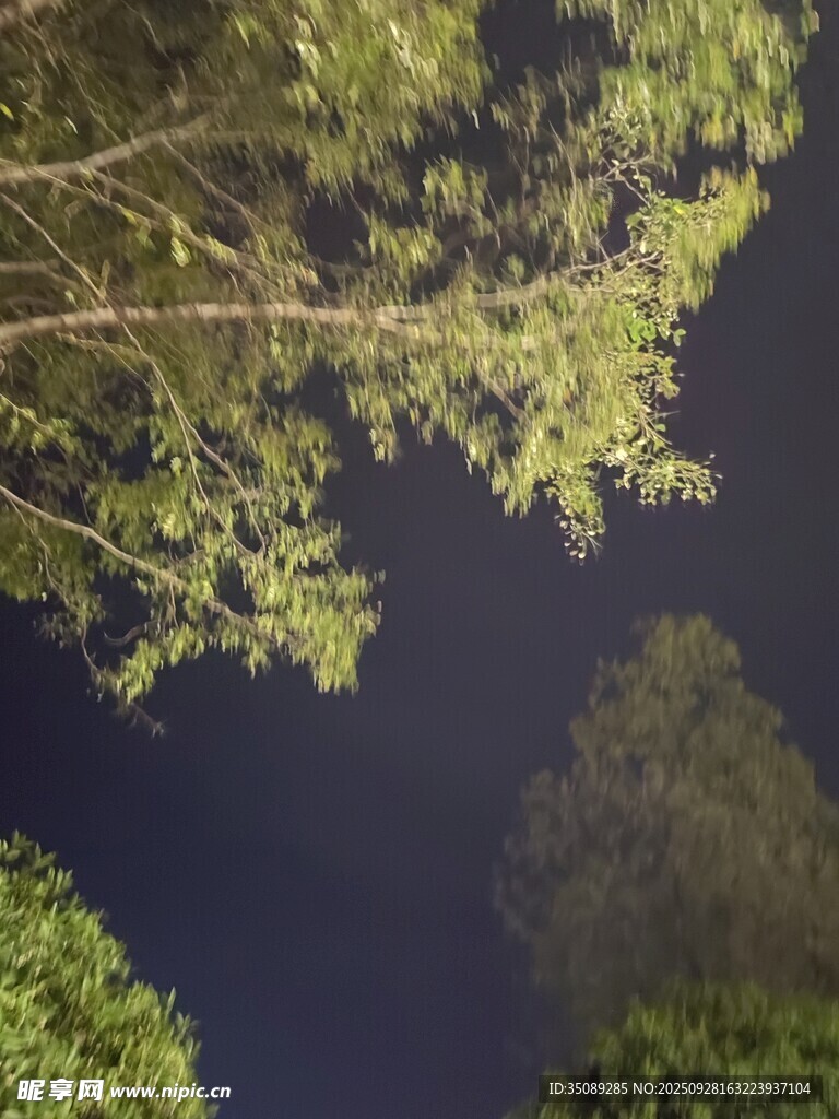 仰望夜空下的繁茂绿树