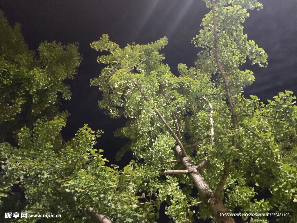 夜空下的葱郁树梢