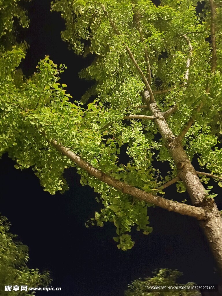 夜晚中的繁茂绿树