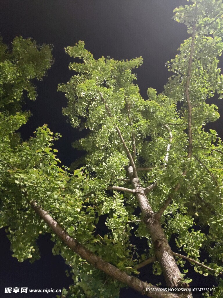 夜空下的葱郁树冠