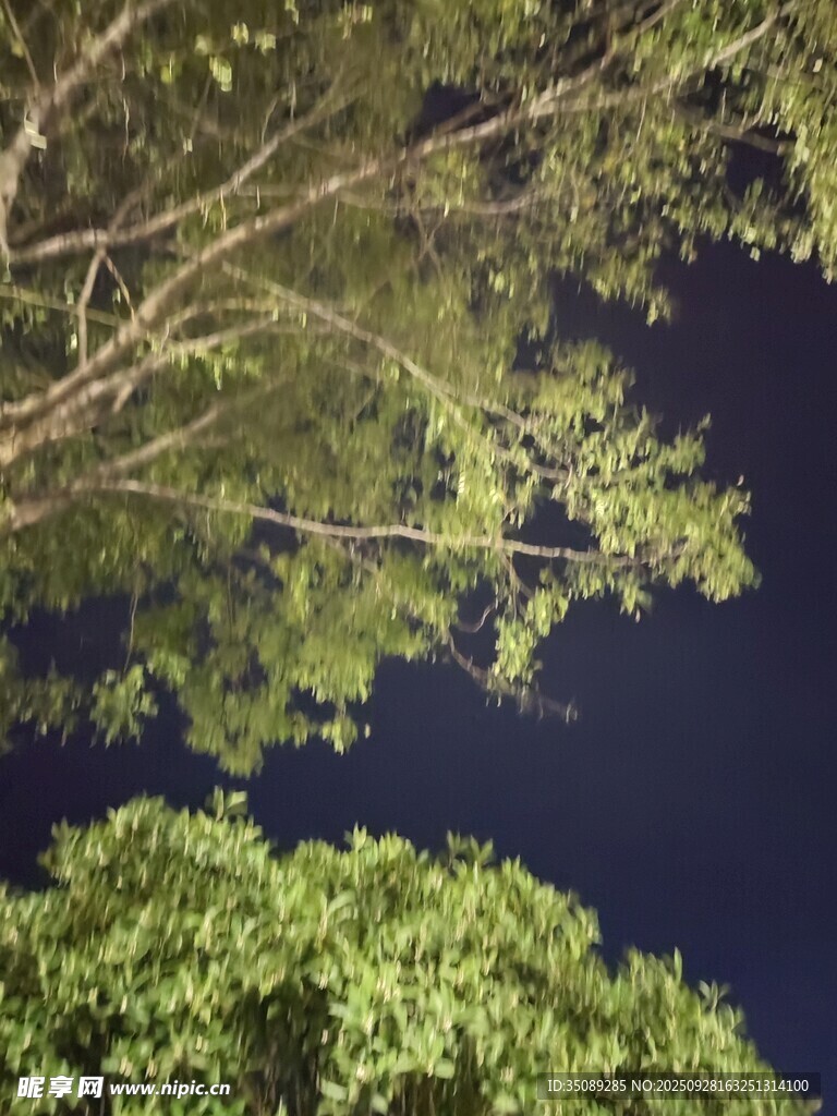 仰望夜空下的繁茂树枝