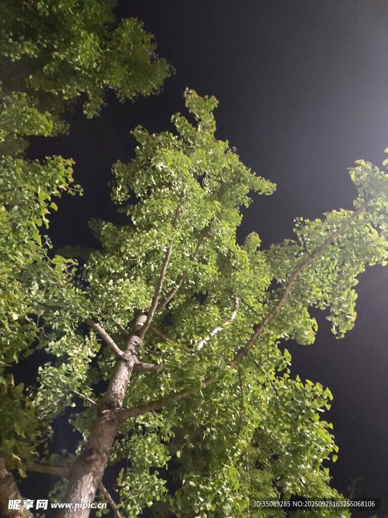 仰视夜空下的葱郁树木