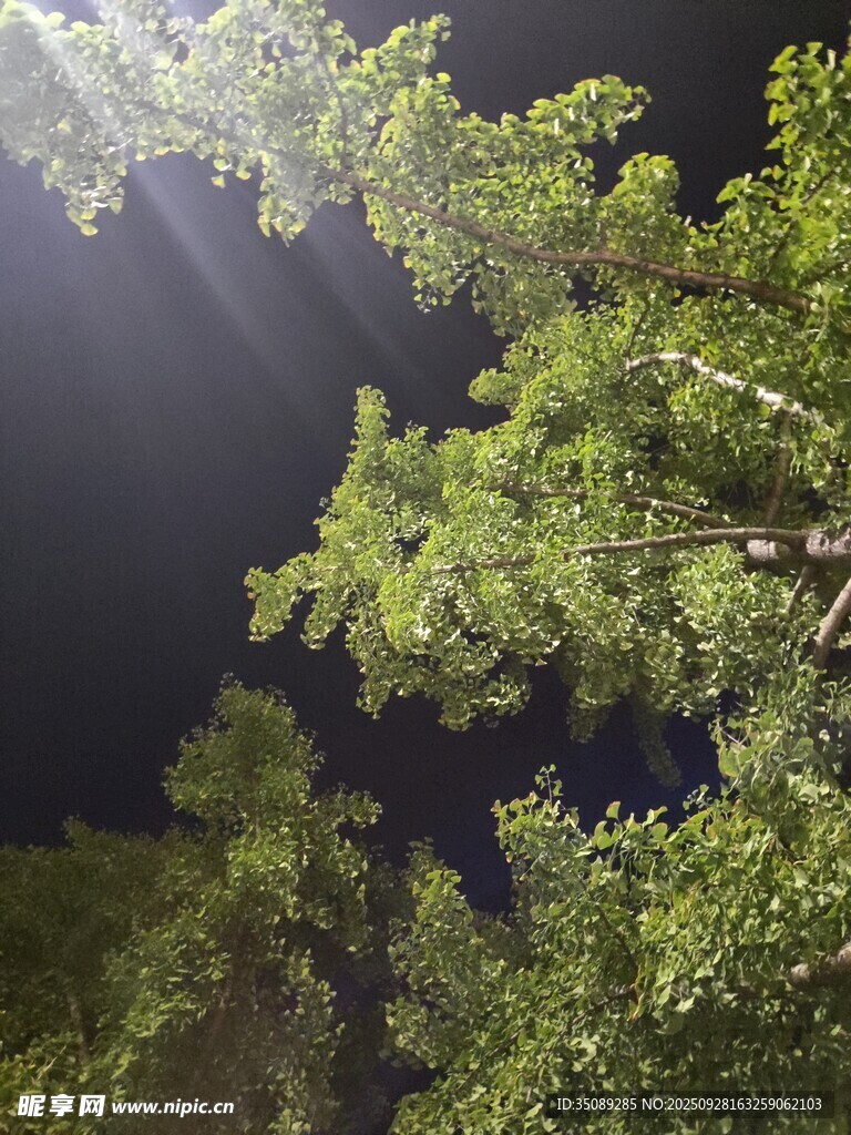 林间晨光洒向葱郁树冠