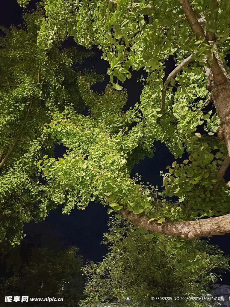 夜晚仰视繁茂的树枝树冠