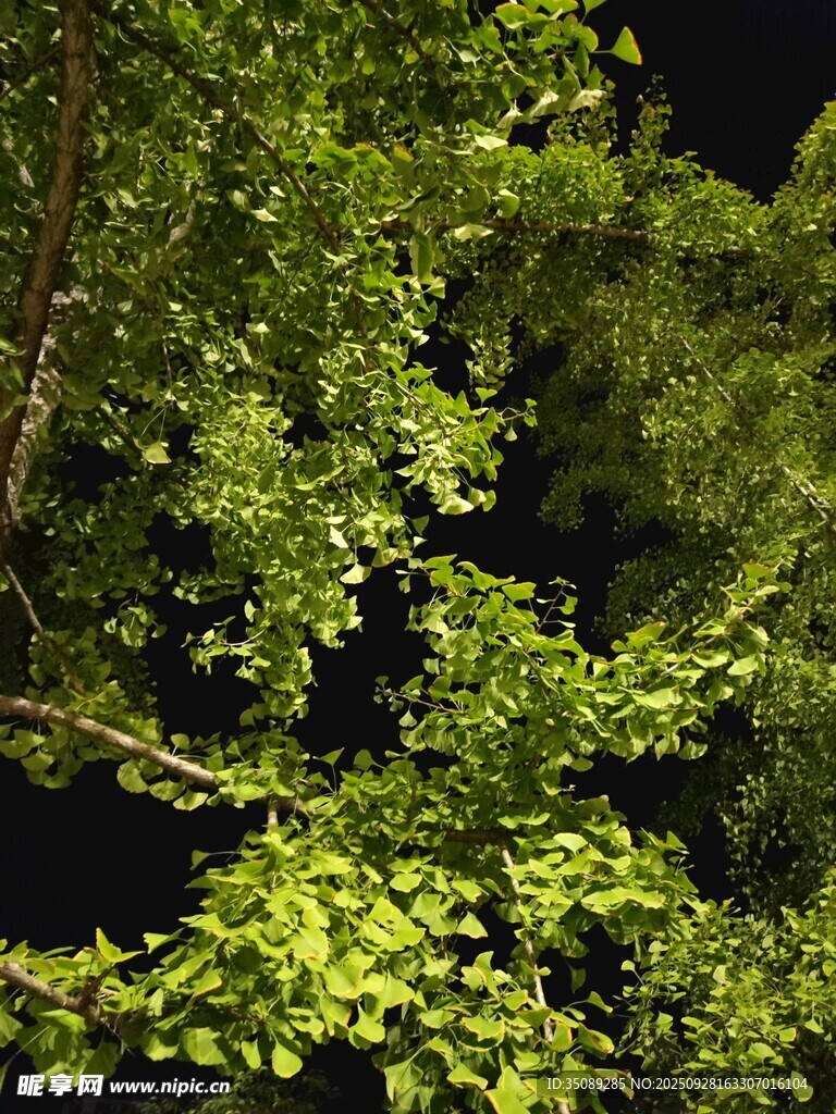 翠绿繁茂的林间树叶