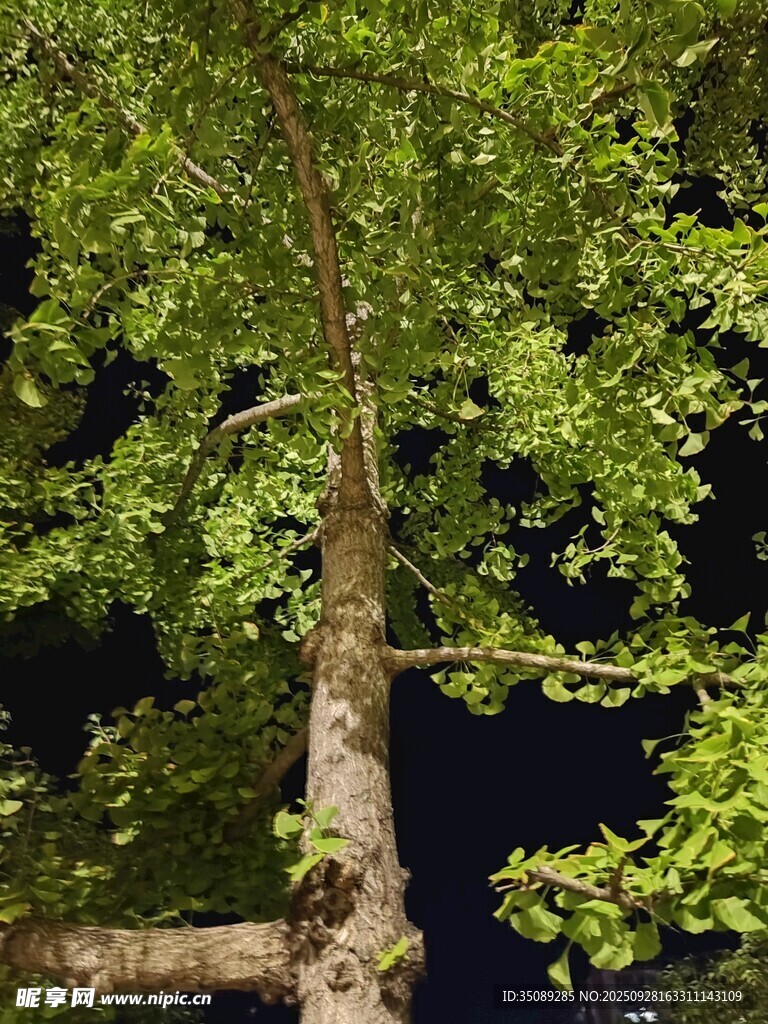 夜晚中的葱郁树木