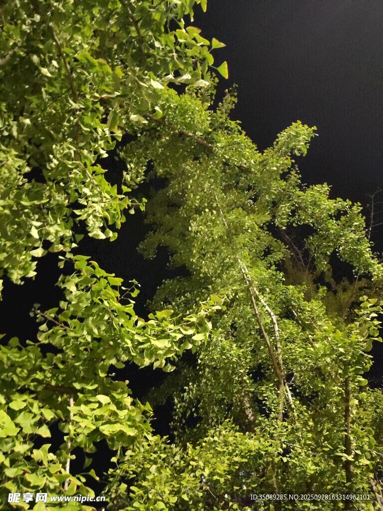 仰视繁茂绿树夜景